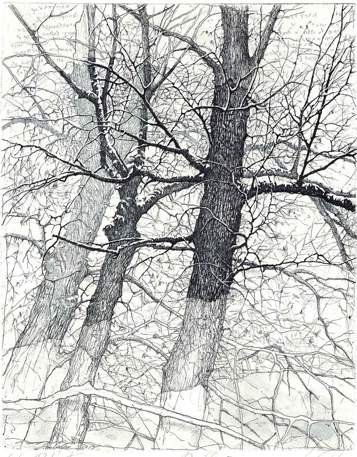 i-tre-alberi