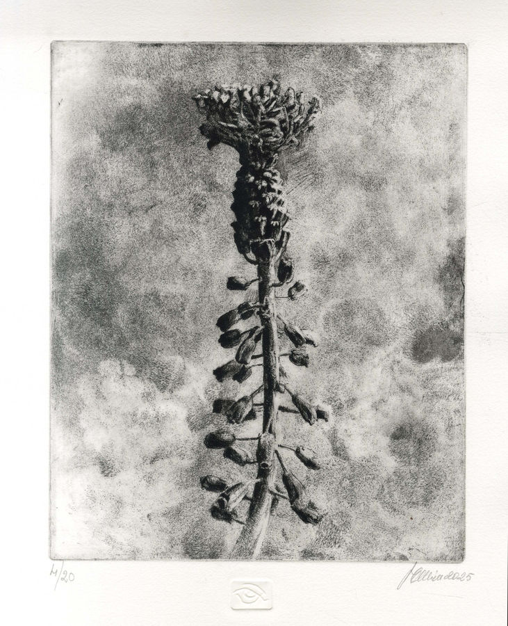 muscari-cosmos