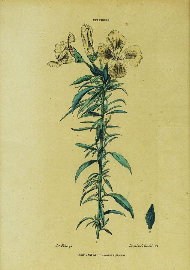 enoteree-rapunzai-oenothera-purpurea-lit-petraroja-longobardi-dis-dal-vero